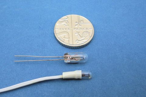 Grain of Wheat Bulbs